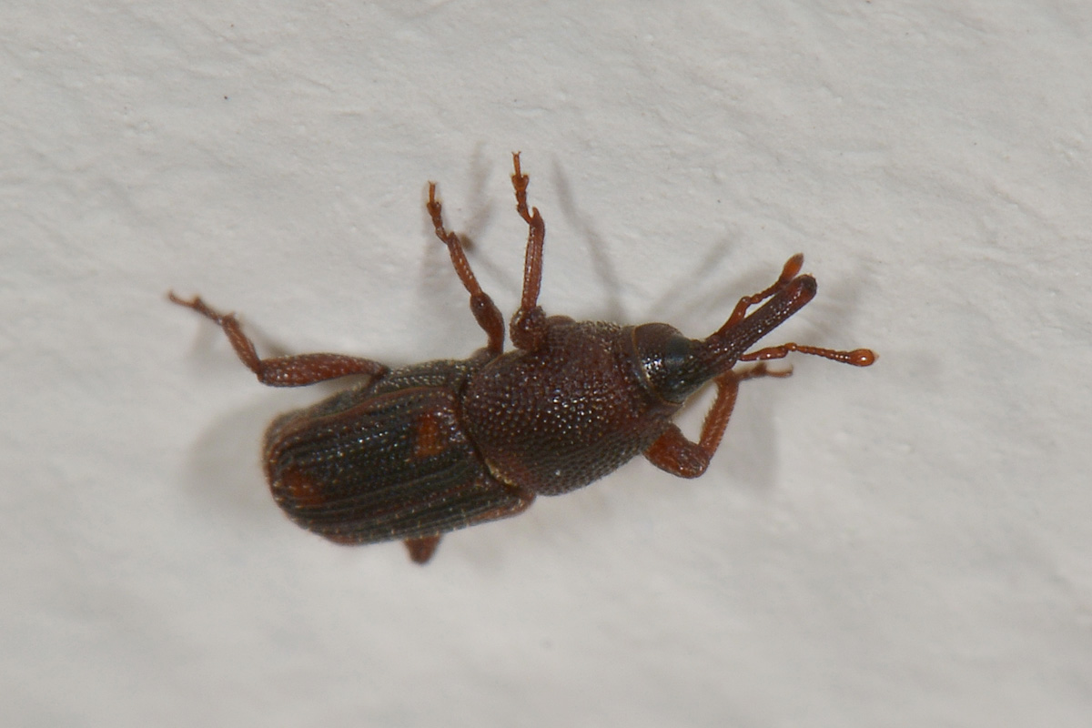 Dryophthoridae:  Sitophilus sp.